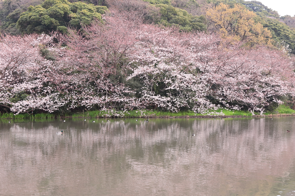 三渓園の桜