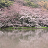 三渓園の桜