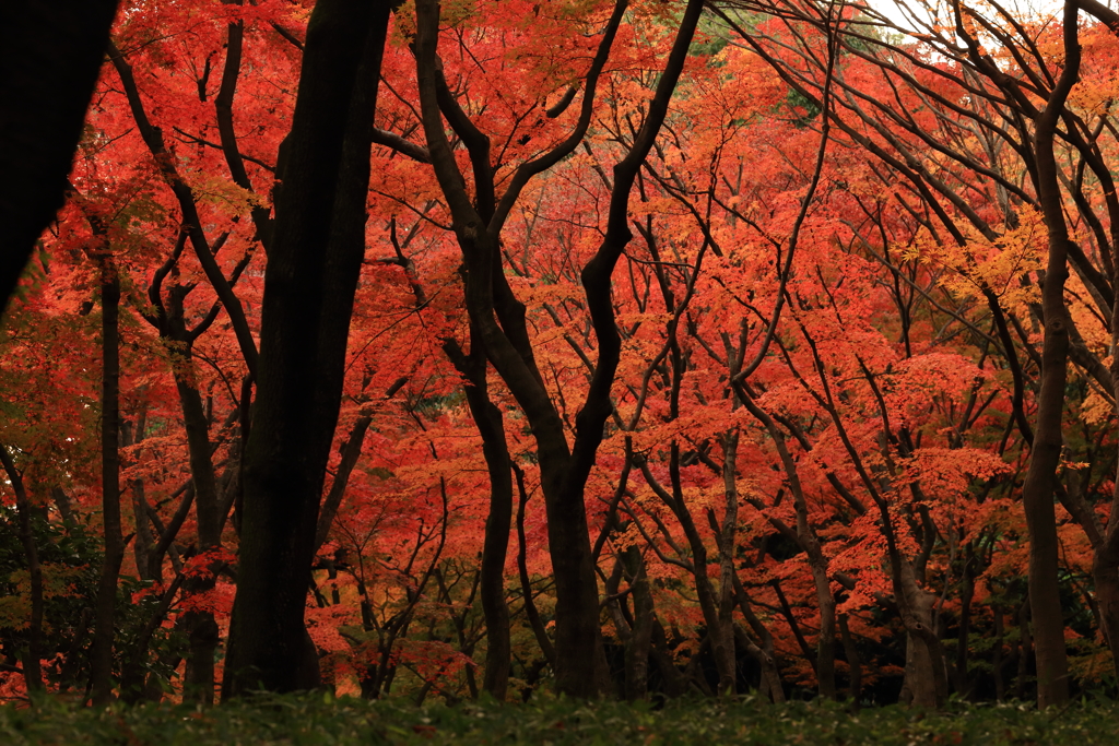 紅葉狩り