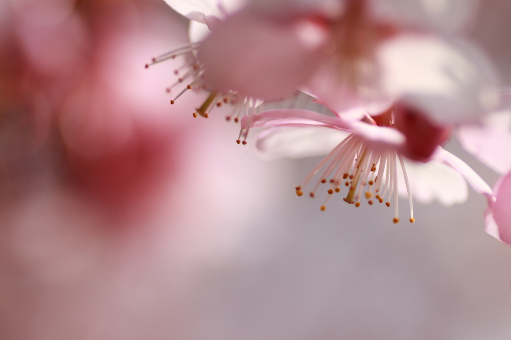 寒桜