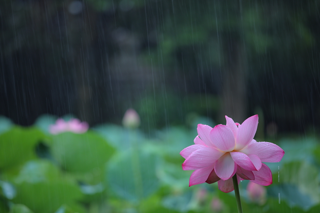 雨の蓮池