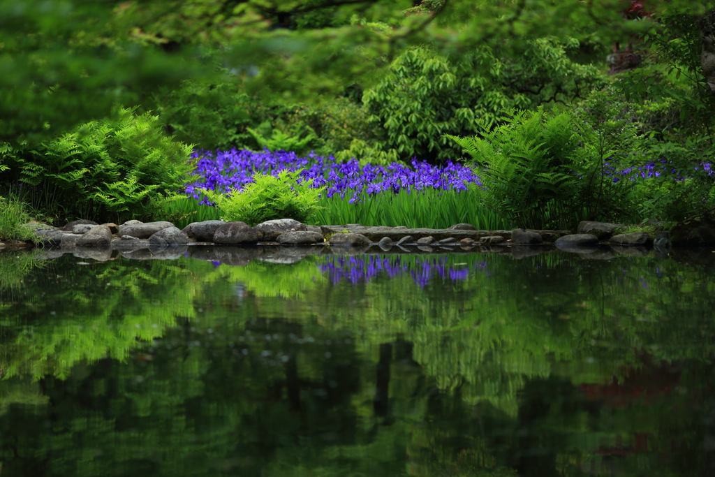 燕子花