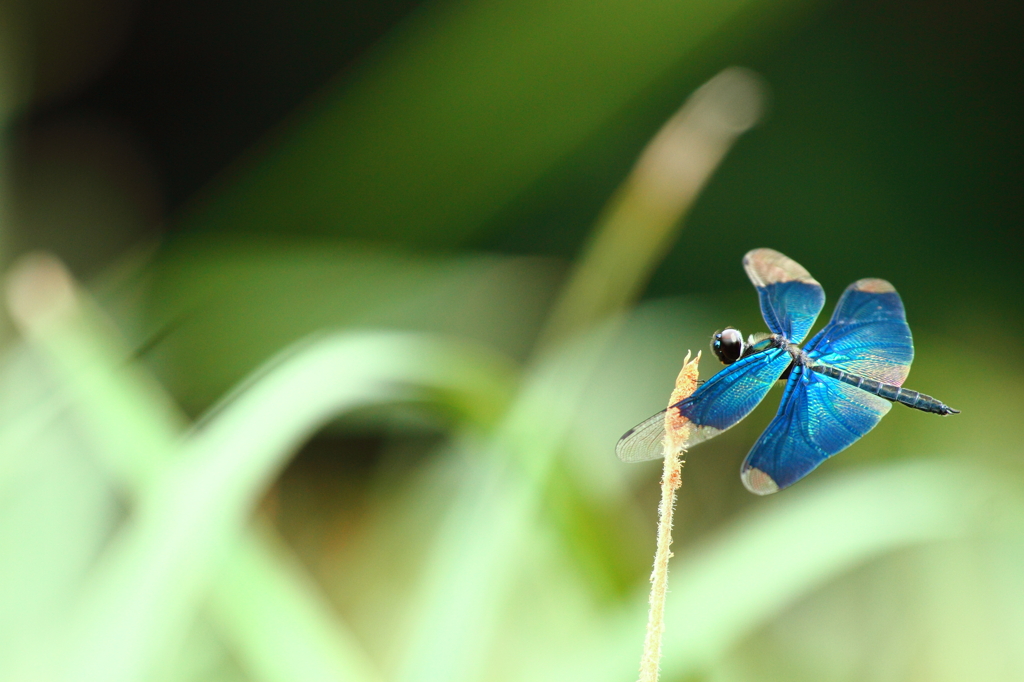 Shining wing