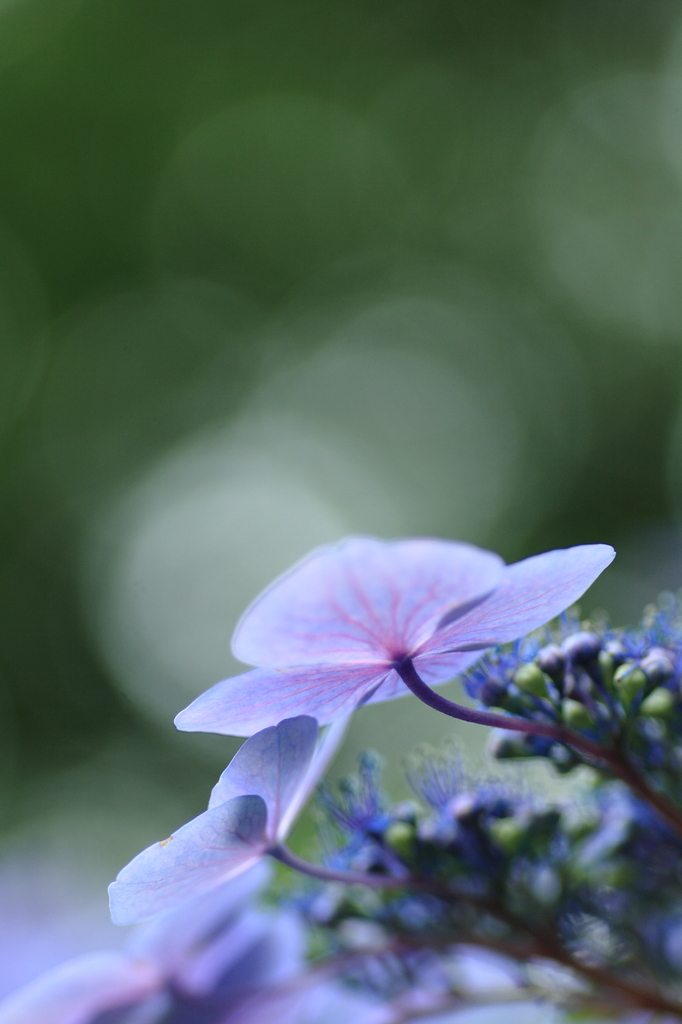 額紫陽花