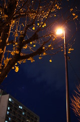 銀杏と街燈