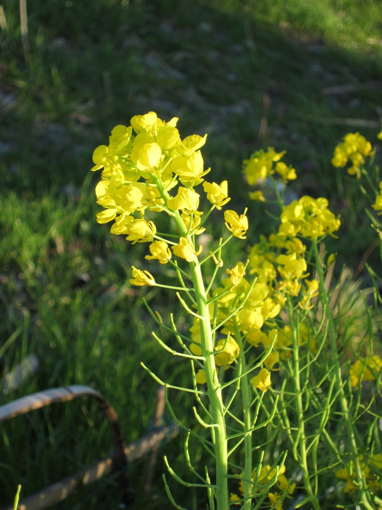 菜の花