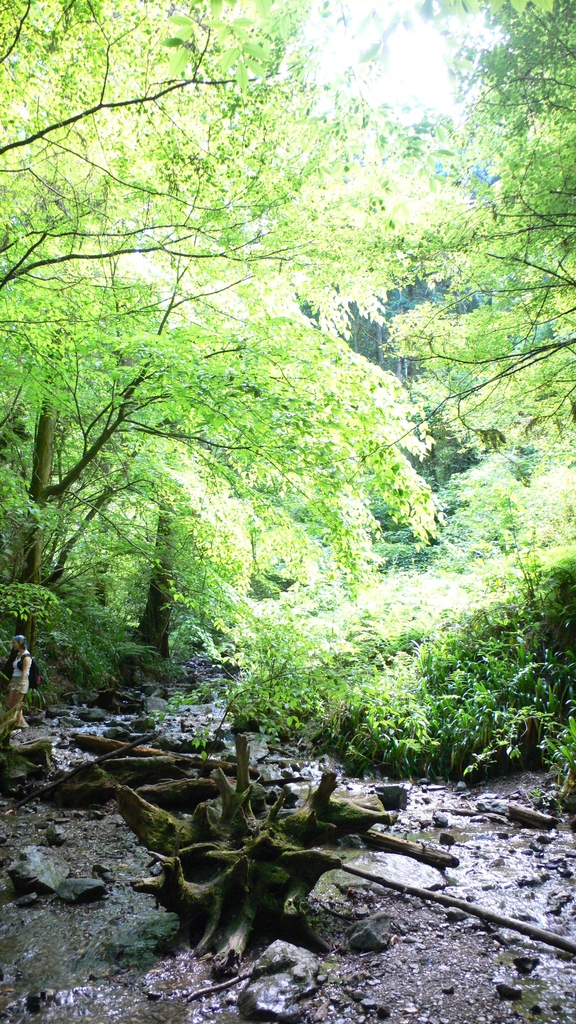 高尾山登山コース6号路(2)