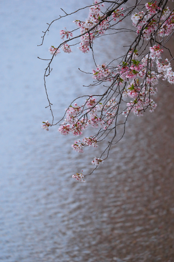 天神川と桜