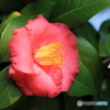 C76R7002