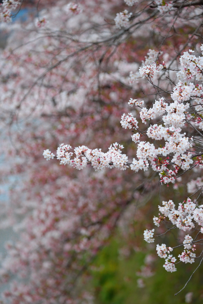 天神川と桜２