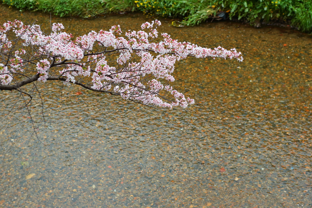 天神川と桜３