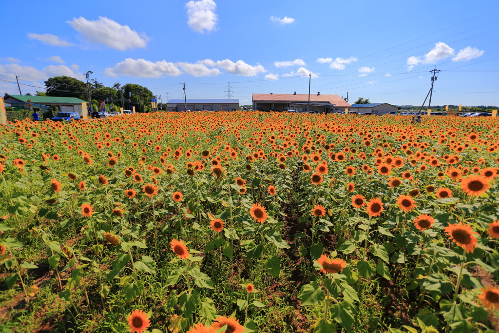 北陸ひまわり畑