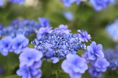 長谷寺の紫陽花