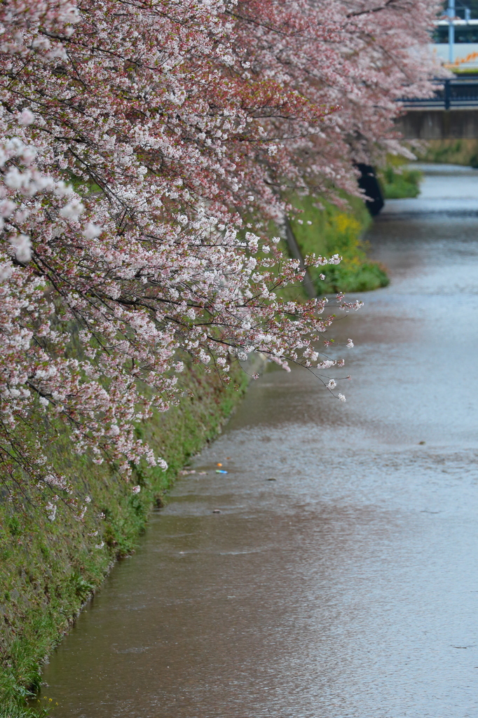 天神川と桜４