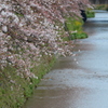 天神川と桜４