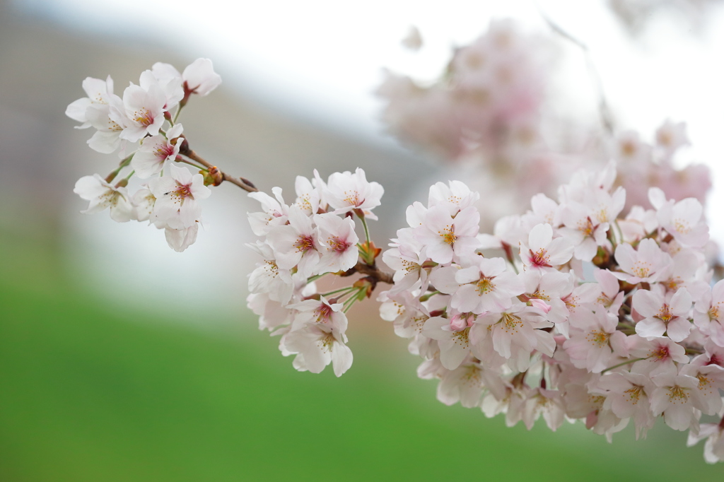 桜満開