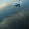白鳥と波紋