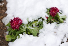 雪に埋もれた花