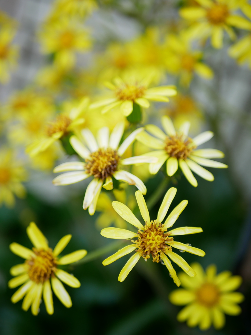 ツワブキの花