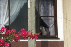 窓際のネコちゃん