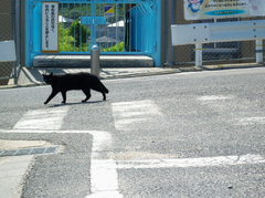 横断歩道