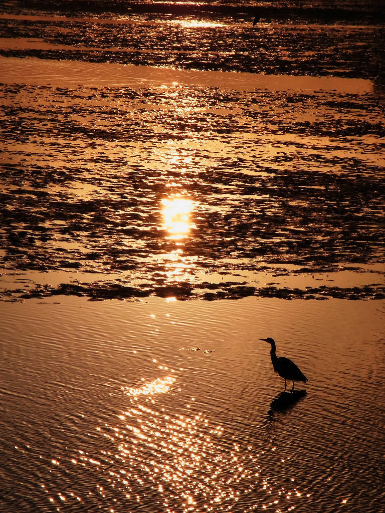 夕日に染まった水辺と水鳥