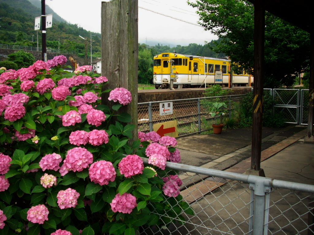 紫陽花と列車