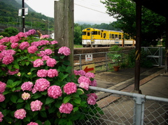 紫陽花と列車