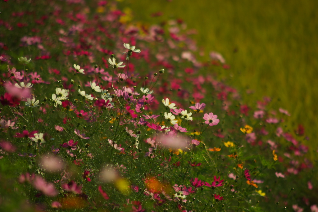 秋の花園