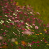 秋の花園