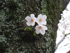 中野通り　桜