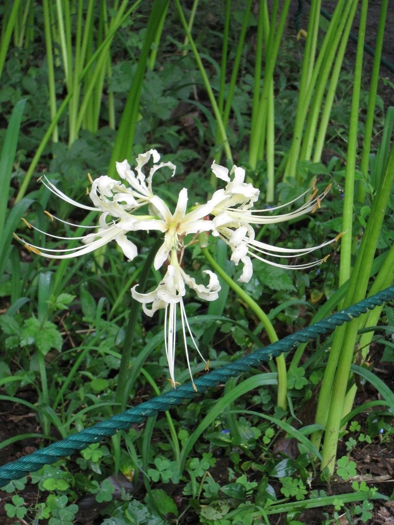 白曼珠沙華