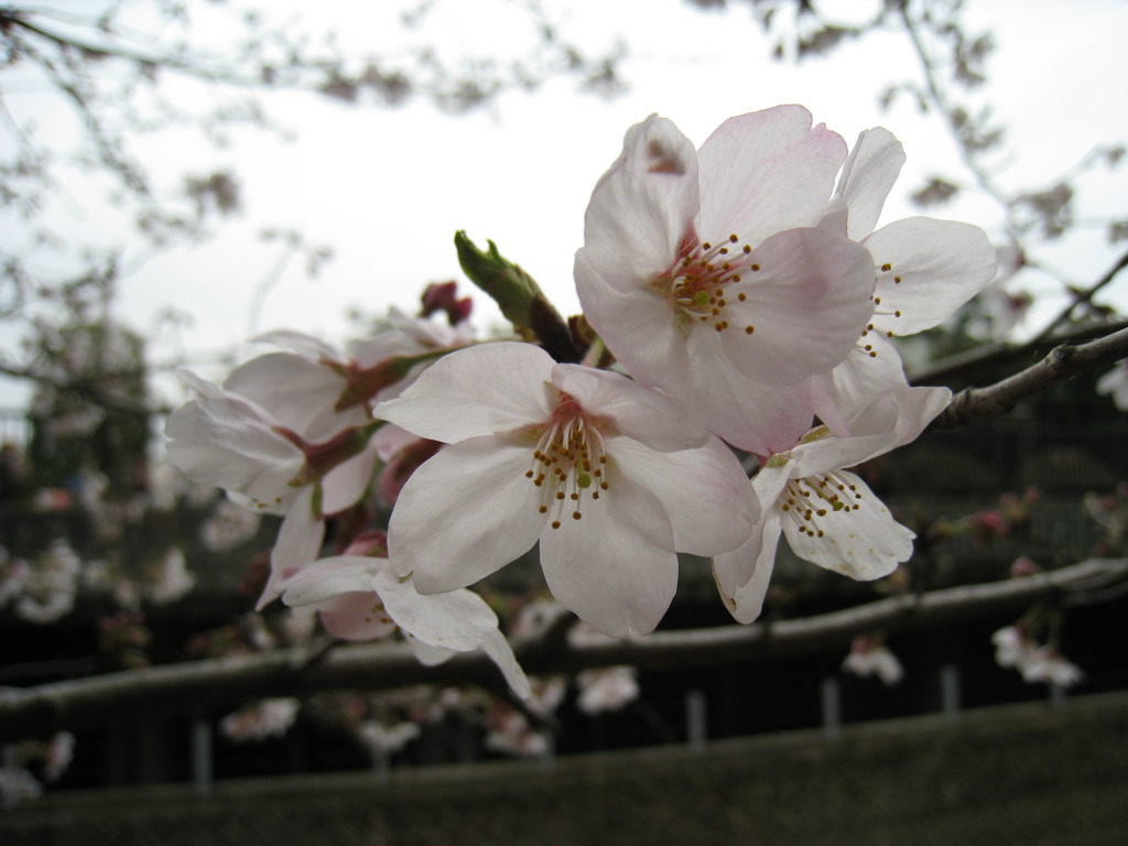 中野通り　桜