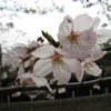中野通り　桜