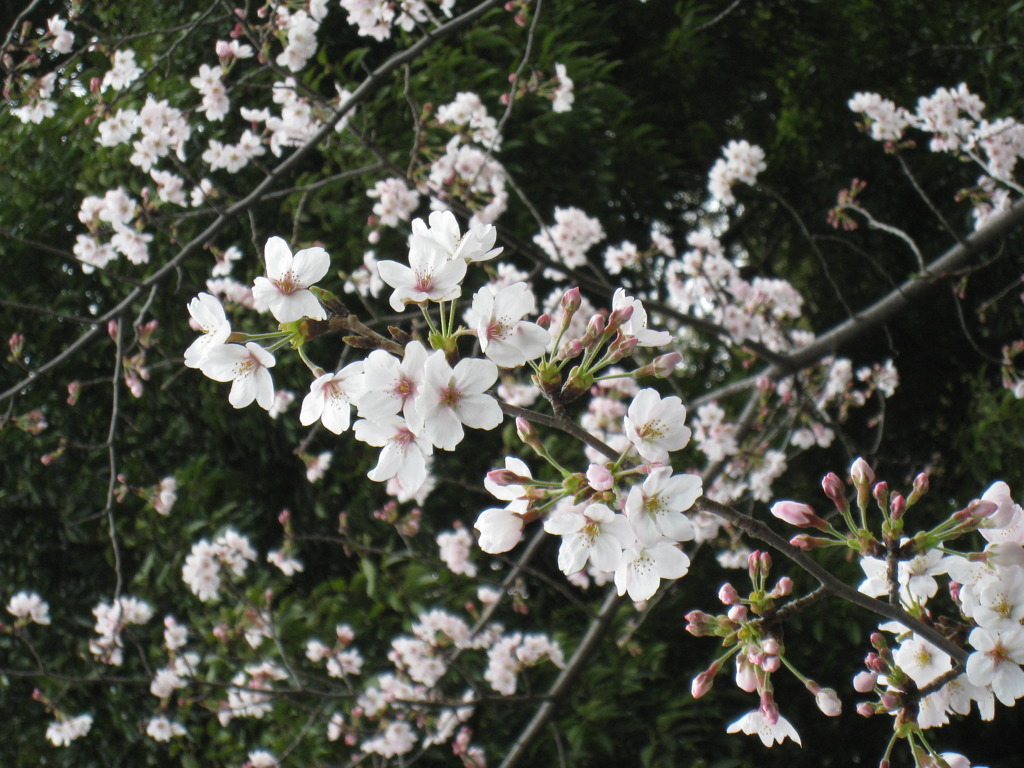 中野通り　桜