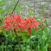 曼珠沙華