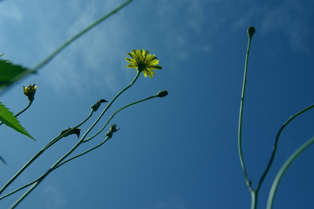 夏と花と空