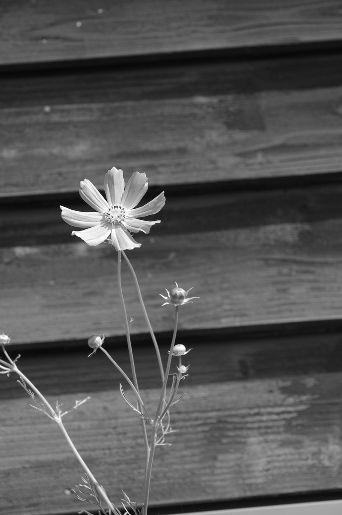 秋桜
