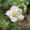 白い花