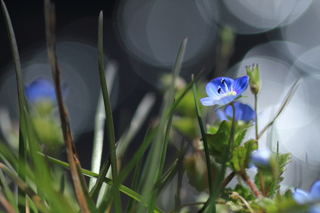 早春の花