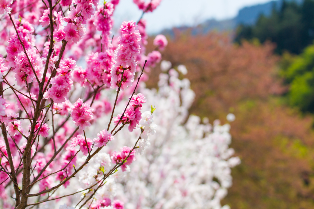 花桃の里