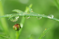 秋雨の後