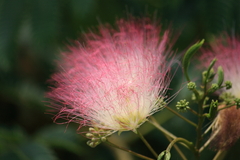 ねむの木の花