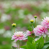 花畑のダリア達Ⅱ
