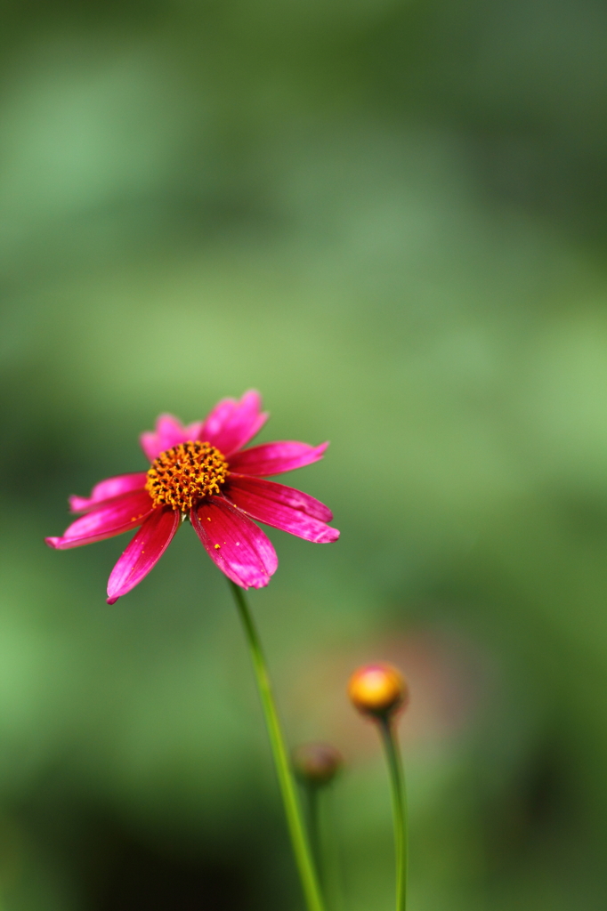 a Red in the summer