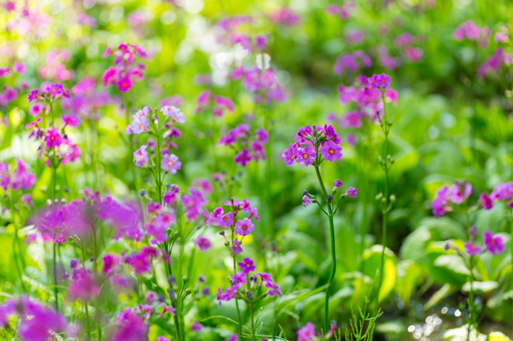 クリンソウの花畑