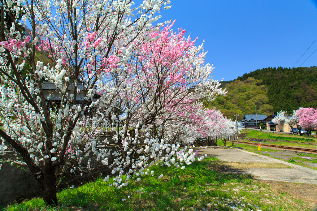 勝原の花桃