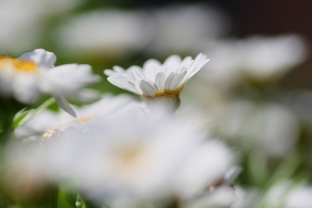 Beauty Queen of white