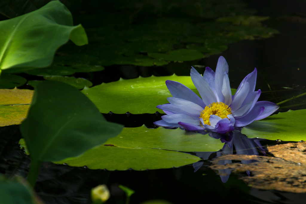 水の精