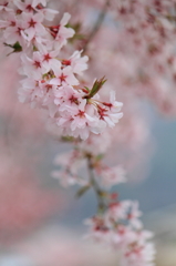 枝垂桜